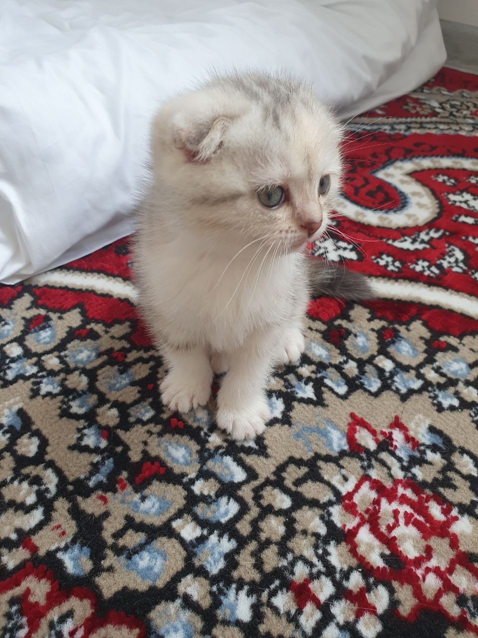 Scottish fold paroda sotiladi 250$