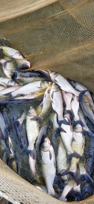 Fitofag vara 2 , media 2 kg , caras repopulare , peste viu