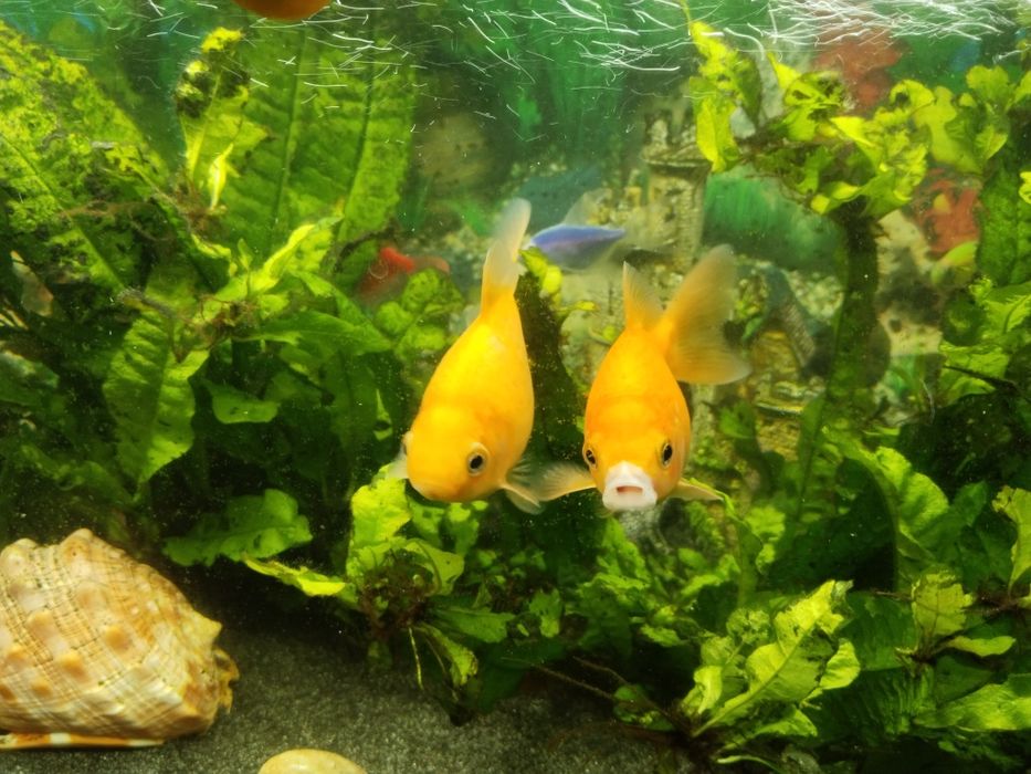 Schimb 2 pești cu alți