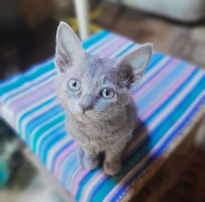 Внимание Котёнок кошка Подгора