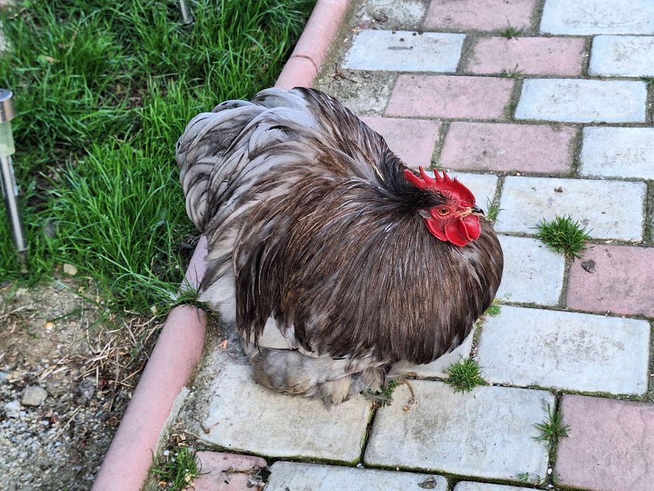 Cochinchina pitic ouă de incubat