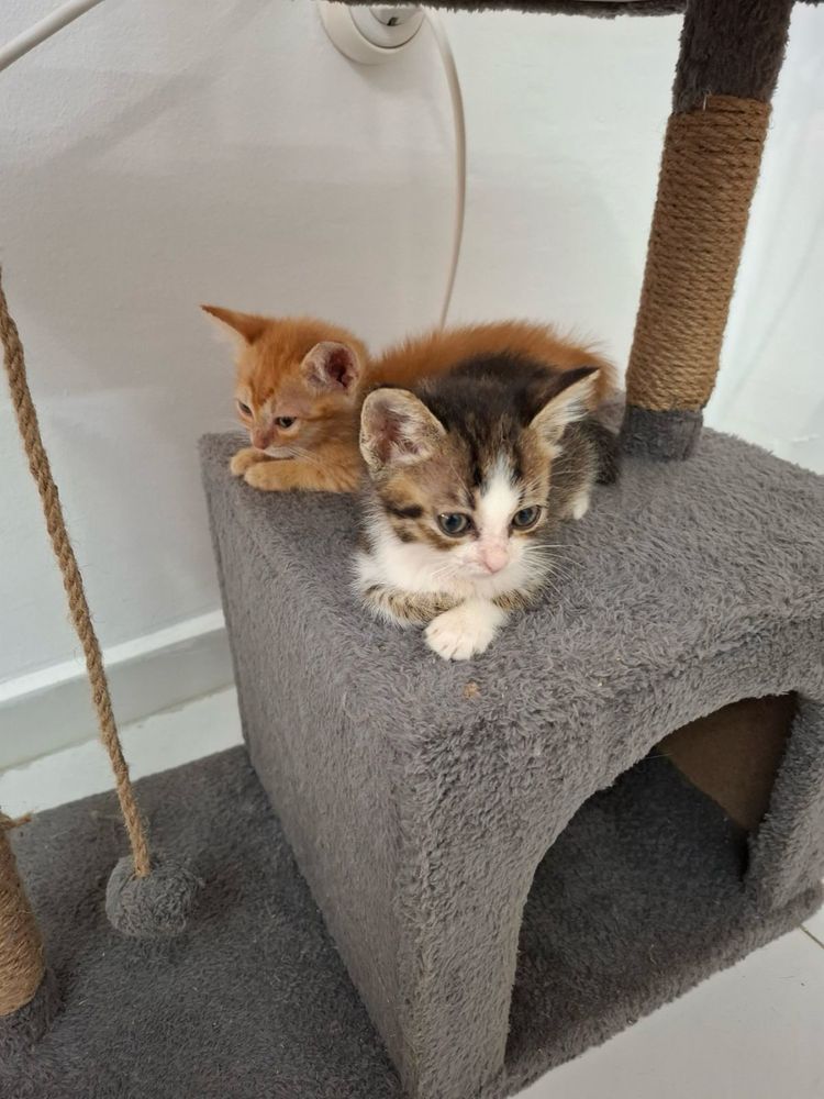 Две мъжки котета