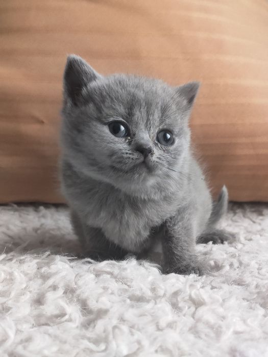 Продам британскую девочку