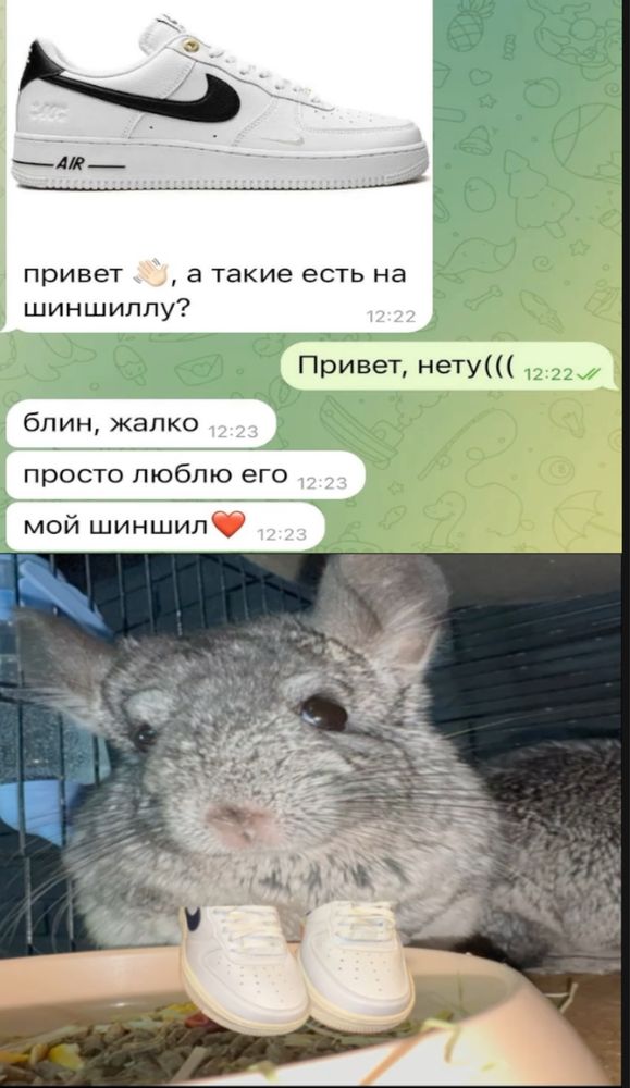 двое шиншилл с клеткой