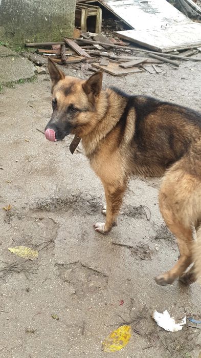 Немска Овчарка с чип