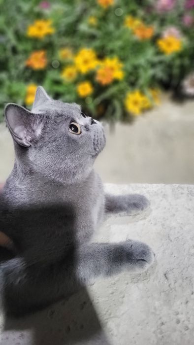 TEKIN vyazka britanskiy