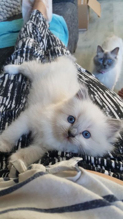 Ragdoll 800 lei disponibili