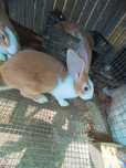 De vînzare iepuri hykoli va aștept la cumpărături