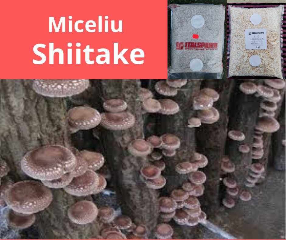 Italspawn Italia - Miceliu de înaltă calitate pentru ciuperci Shiitake