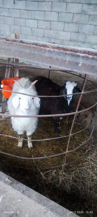 Упитанные воспитанные козлята по 6 месяцев