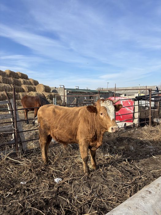 Продам бычков 2 головы