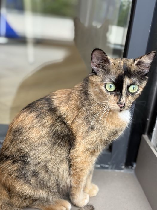 Отдам кошку ТИФФАНИ в добрые руки. Стерилизована