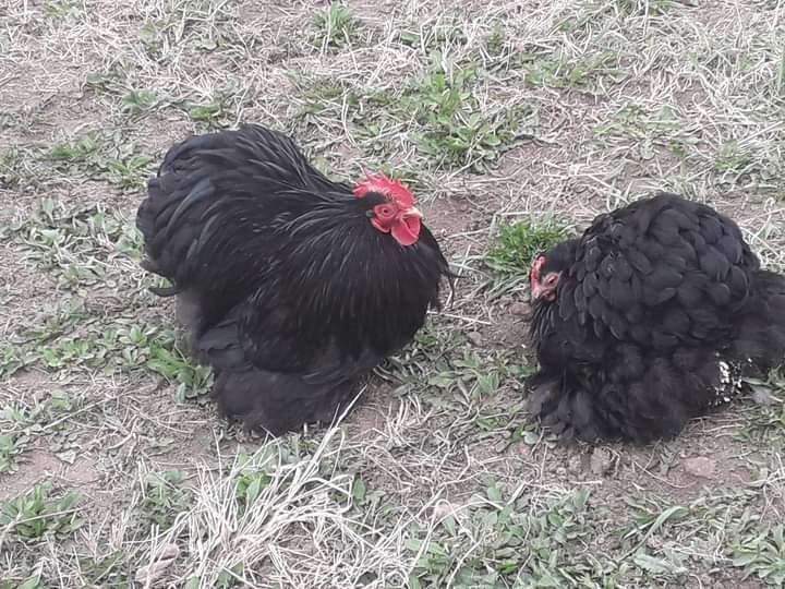 Cochinchina pitic ouă de incubat