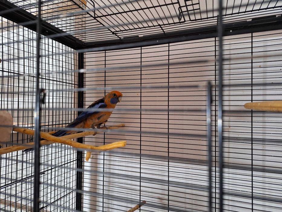 Papagalii de vanzare