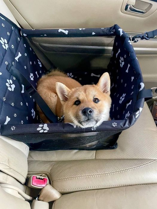 Столче за кола, за куче