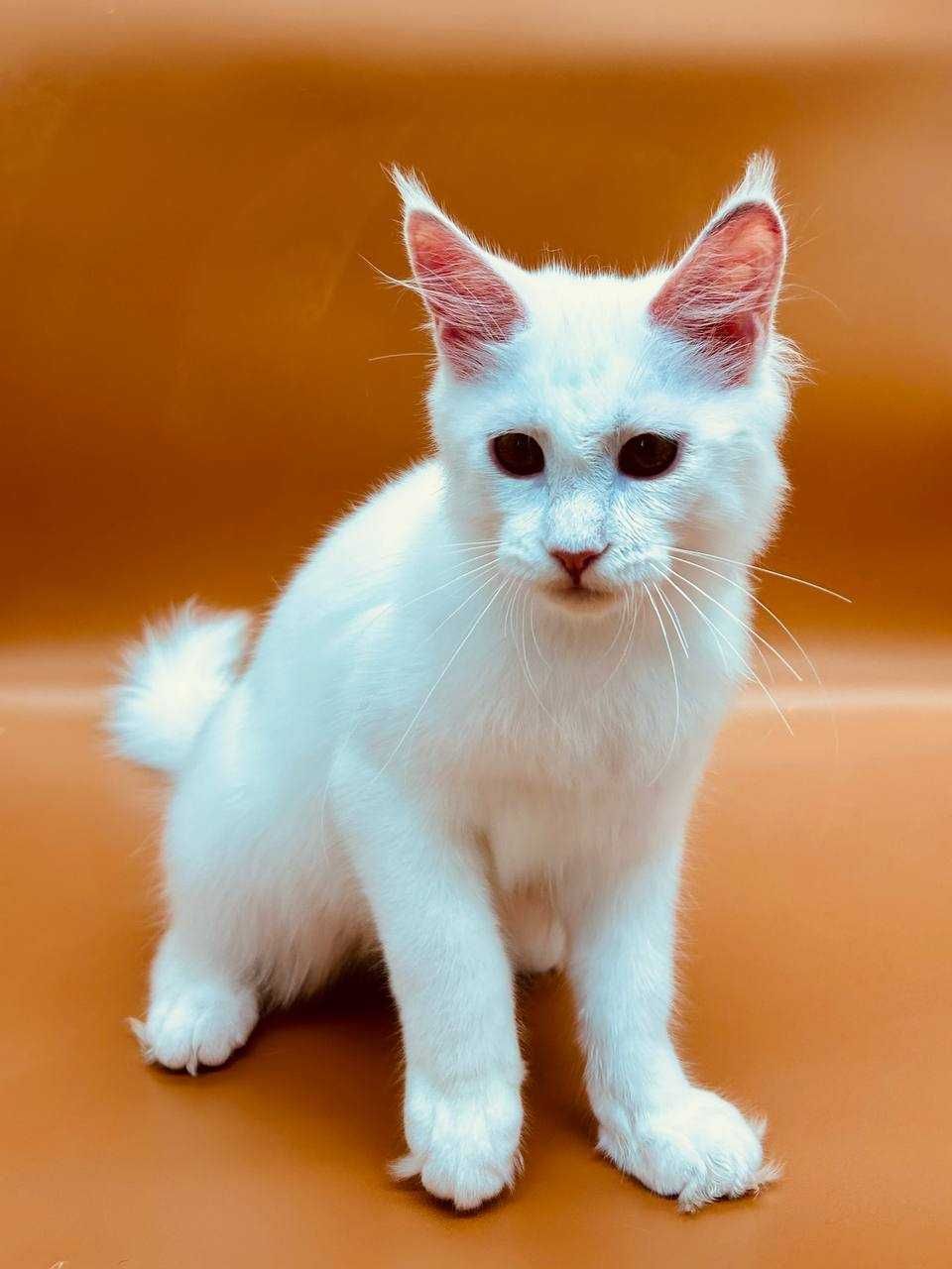 Pisica Femela Maine Coon cu pedigree (WCF AUTORIZATA) Livrarea