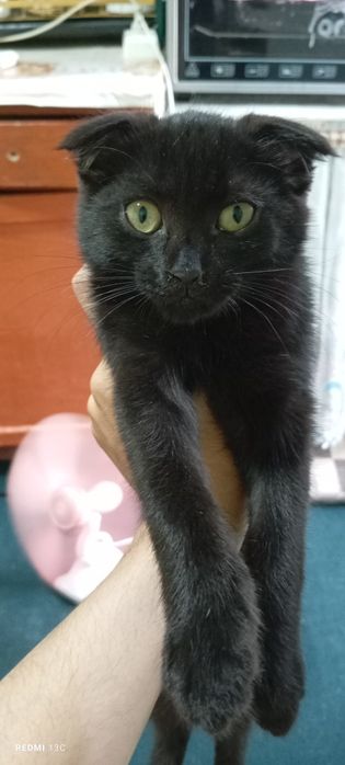 Mushuk bolasi sotiladi 2. Yarim oylik