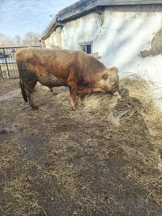 Продам две головы крс