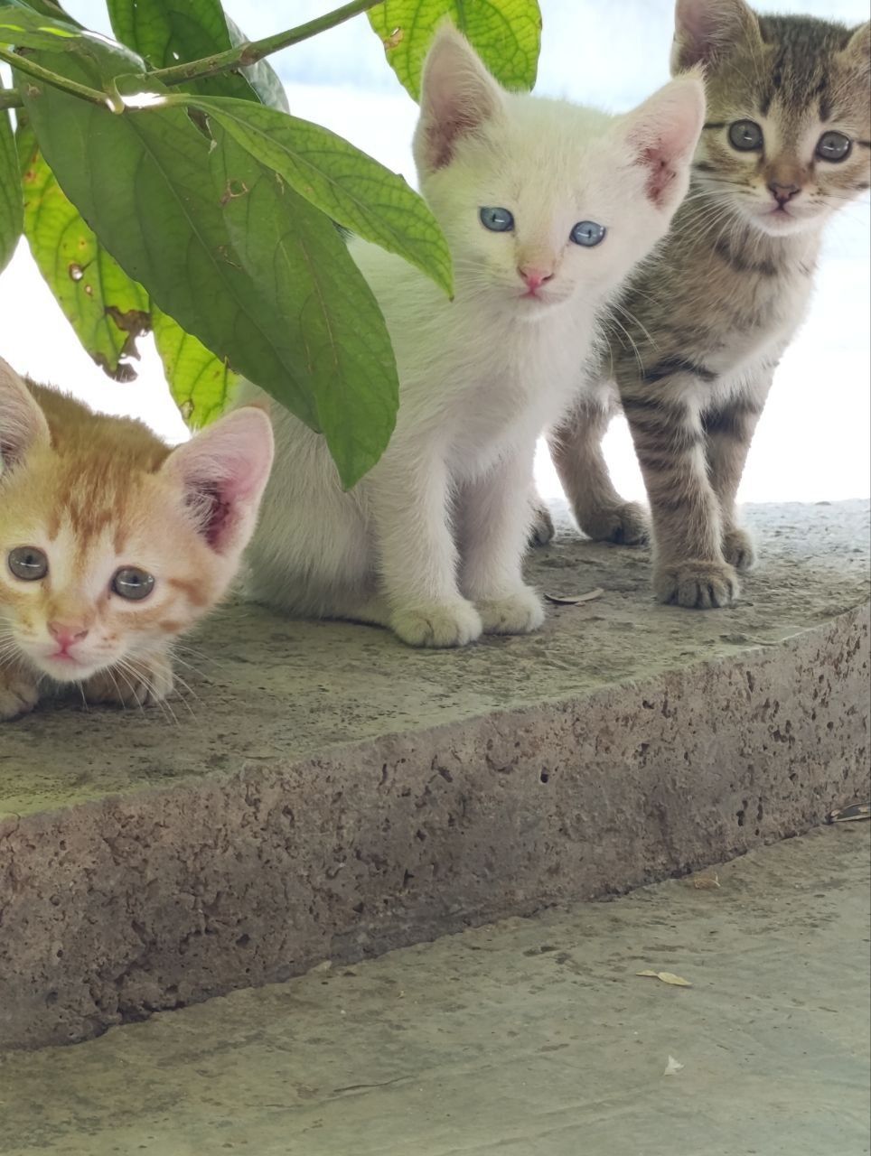 Mushuk bolasi bir yarim oylik