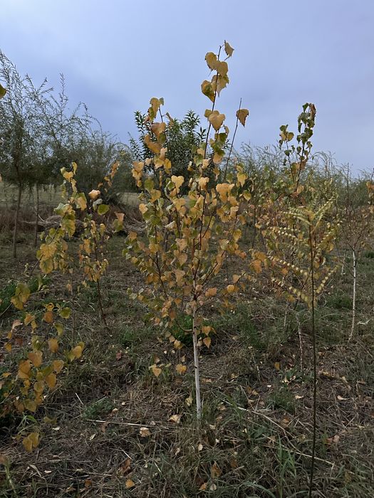 Majnun tol 2 metrdan 5 metrgacja