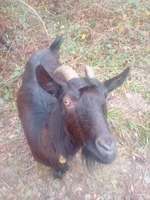 Capre rasa carpatina