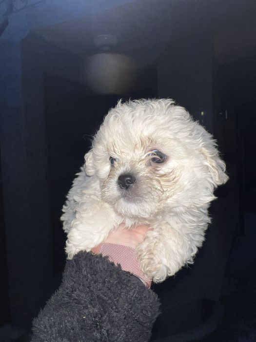 3 fetite bichon maltez