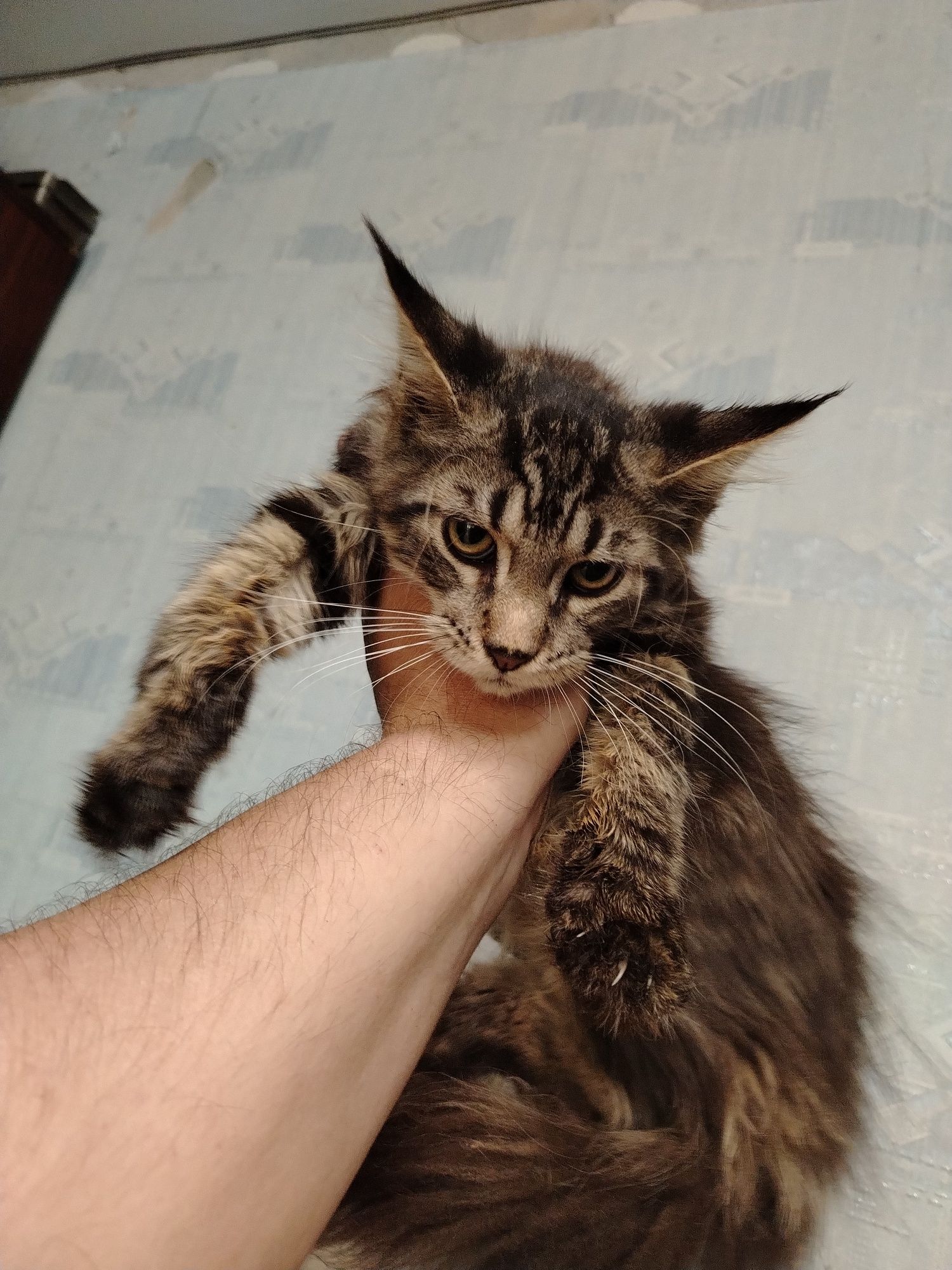 Котята мейн-куны
