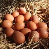 Oua de casă proaspete