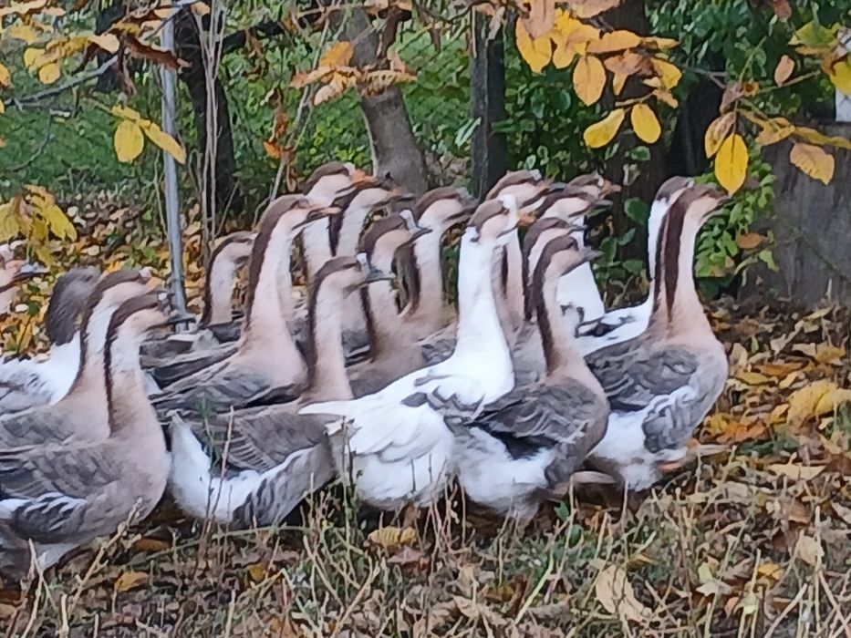 Gaste de anul acesta