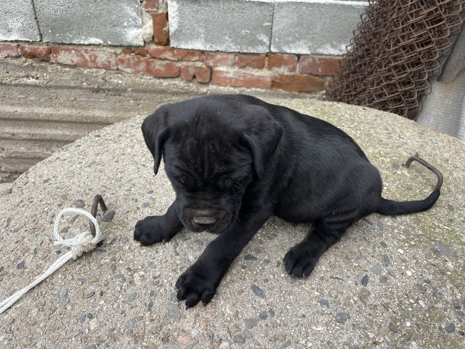 Кане корсо cane corso