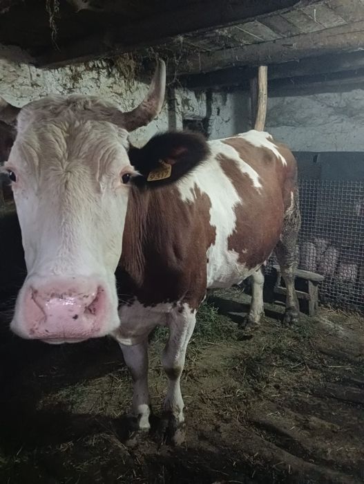 Vând vacă bălțată romaneasca