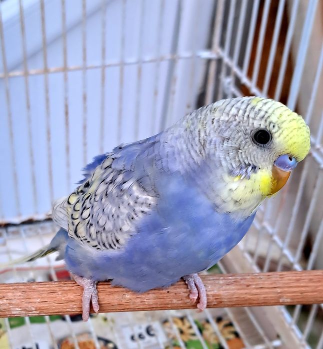 Peruși Peruși Peruși