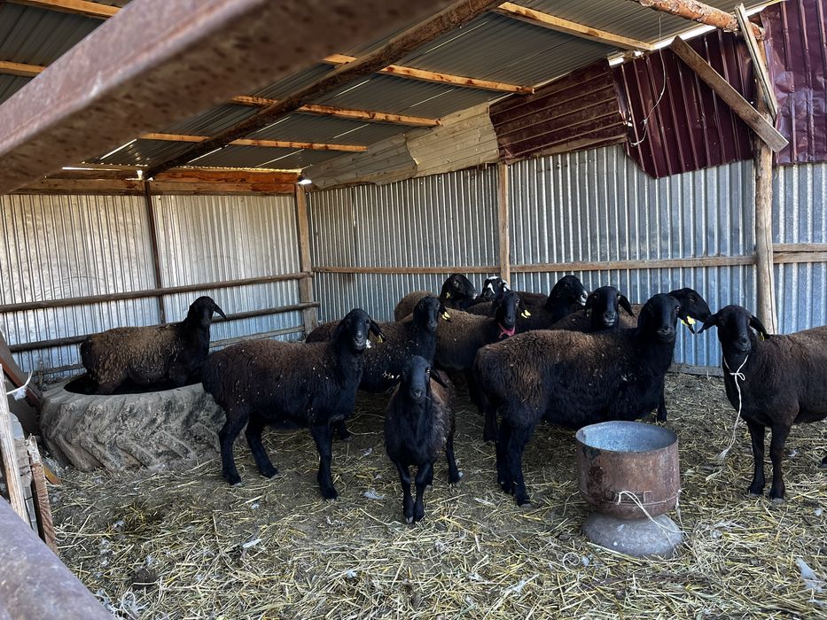 Семіз қойлар  сатылады