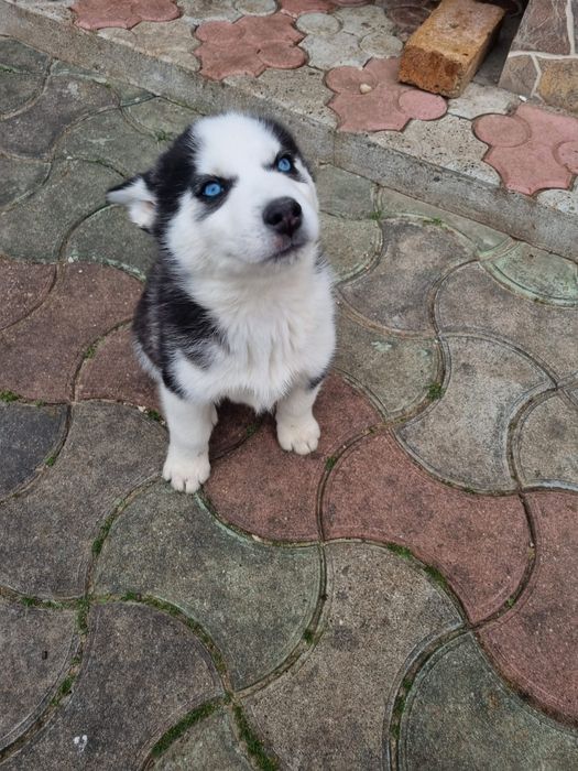 Pui Husky Siberian