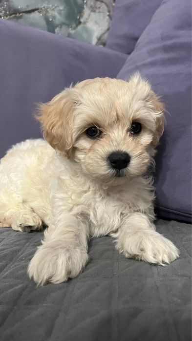 Мальтипу  мальчик