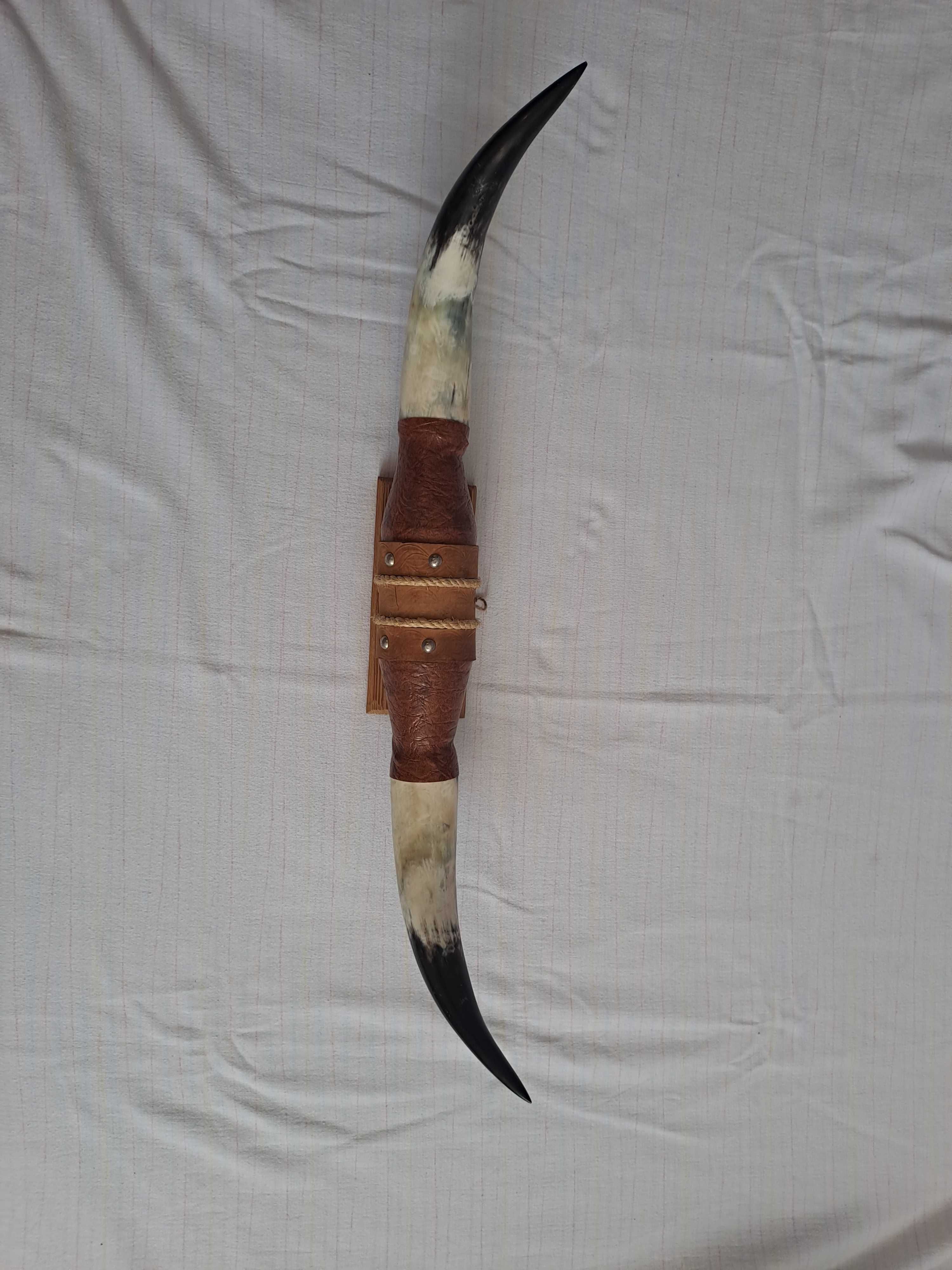 trofeu coarne bivol coarne taur 74 cm