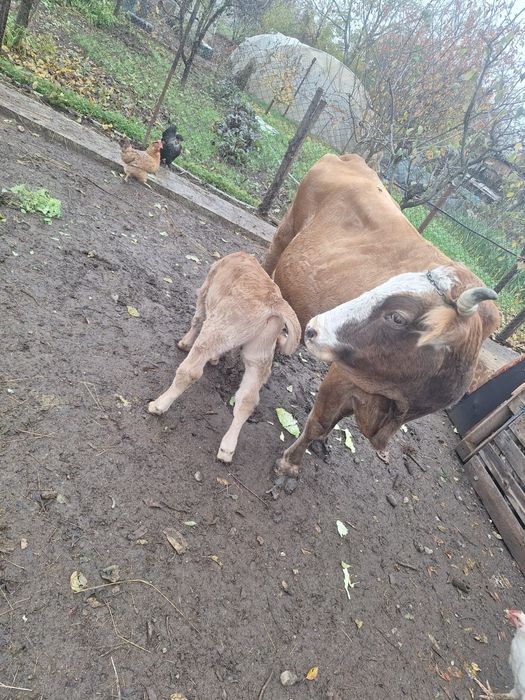 Vand vaca cu vițel de 2 săptămâni