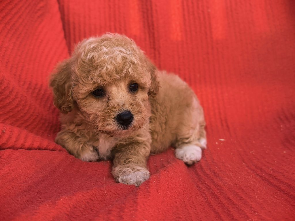 Vand fetita Maltipoo mini