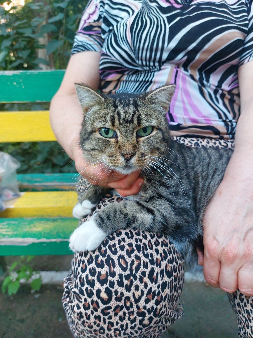 Пристраивается кошечка