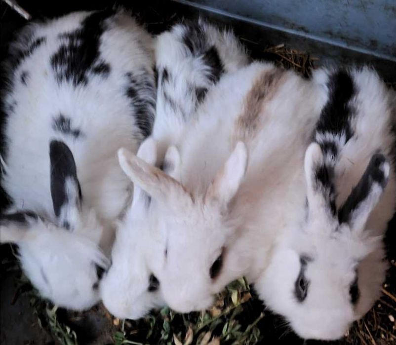 Vând iepurași cap de leu