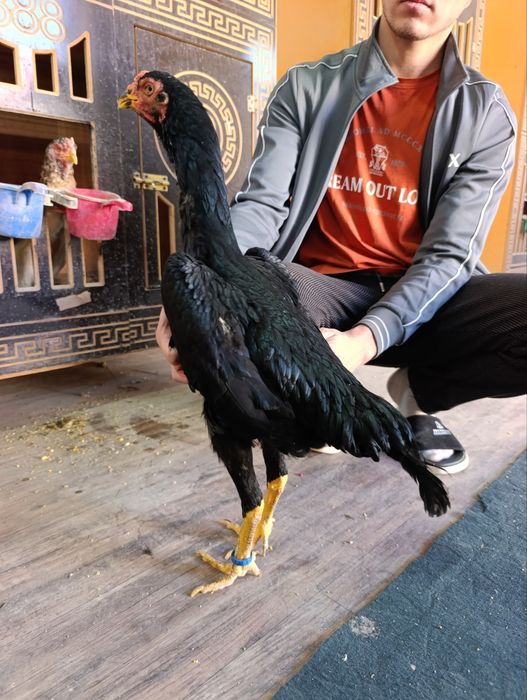 Privaznoy toza o shamo makyonla sotiladi