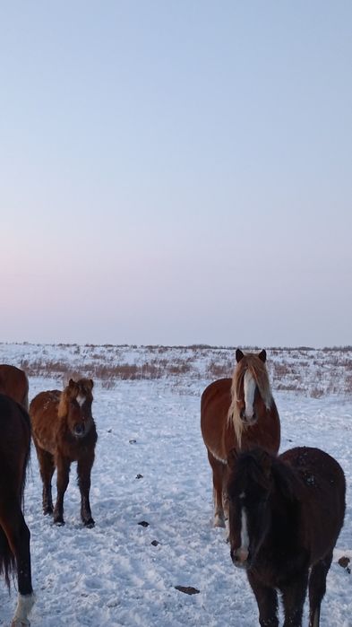 Продам лошадей не далеко от костаная