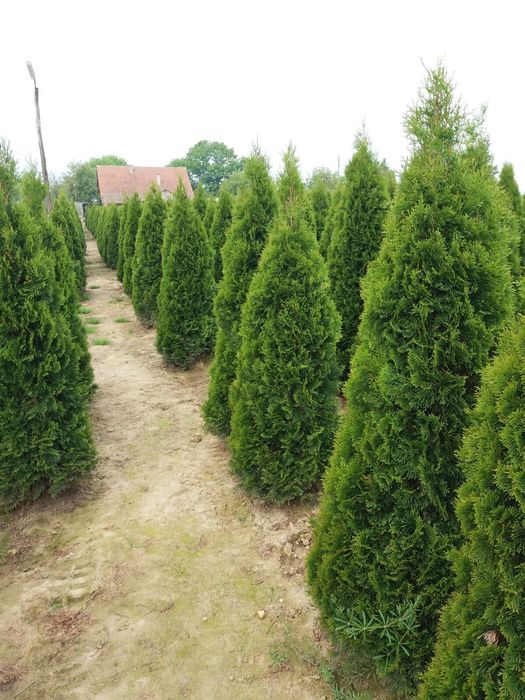 Vindem tuia smaragd de mai multe dimensiuni