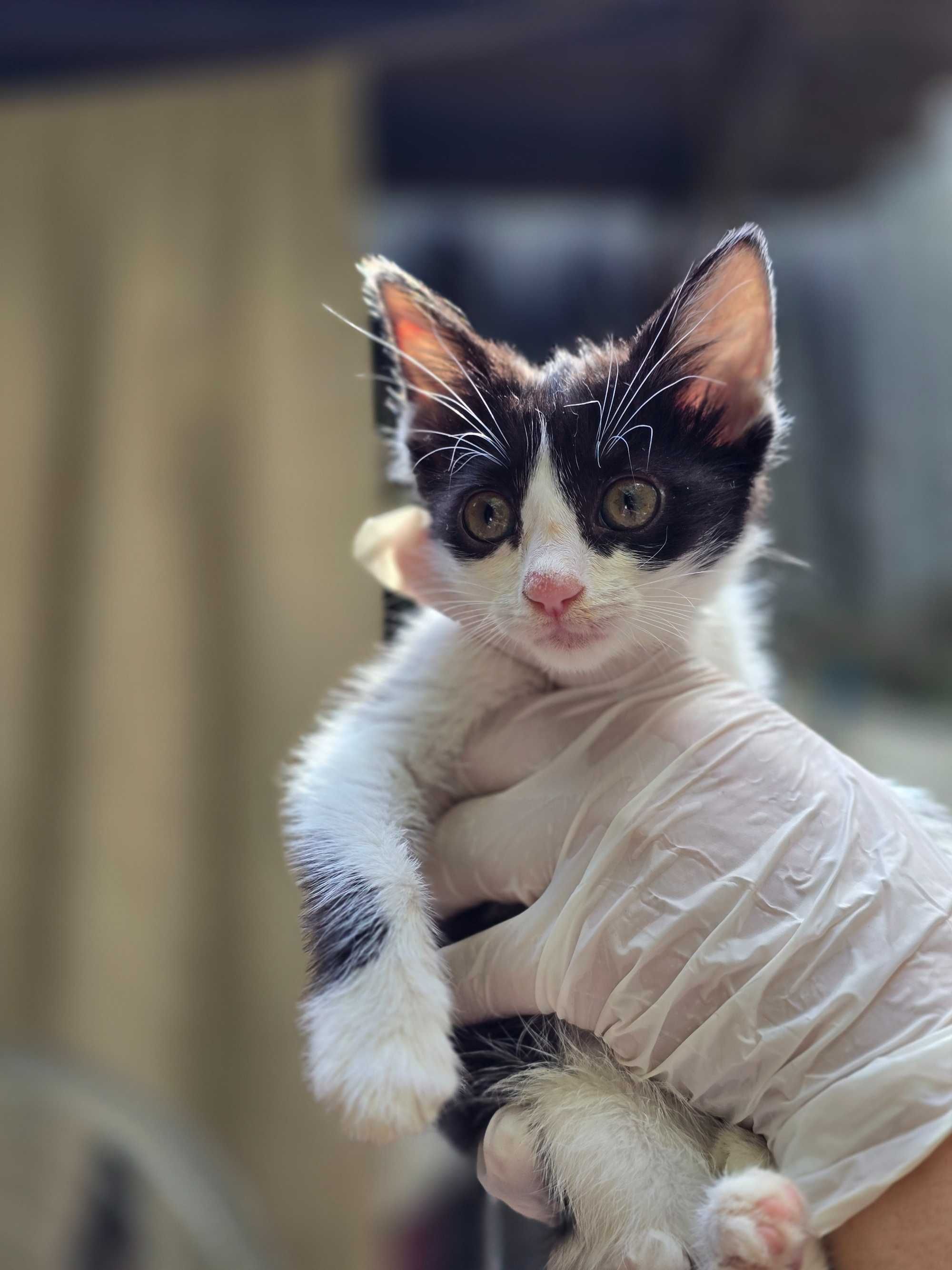 Чёрно-белые котята, 1-2 месяца