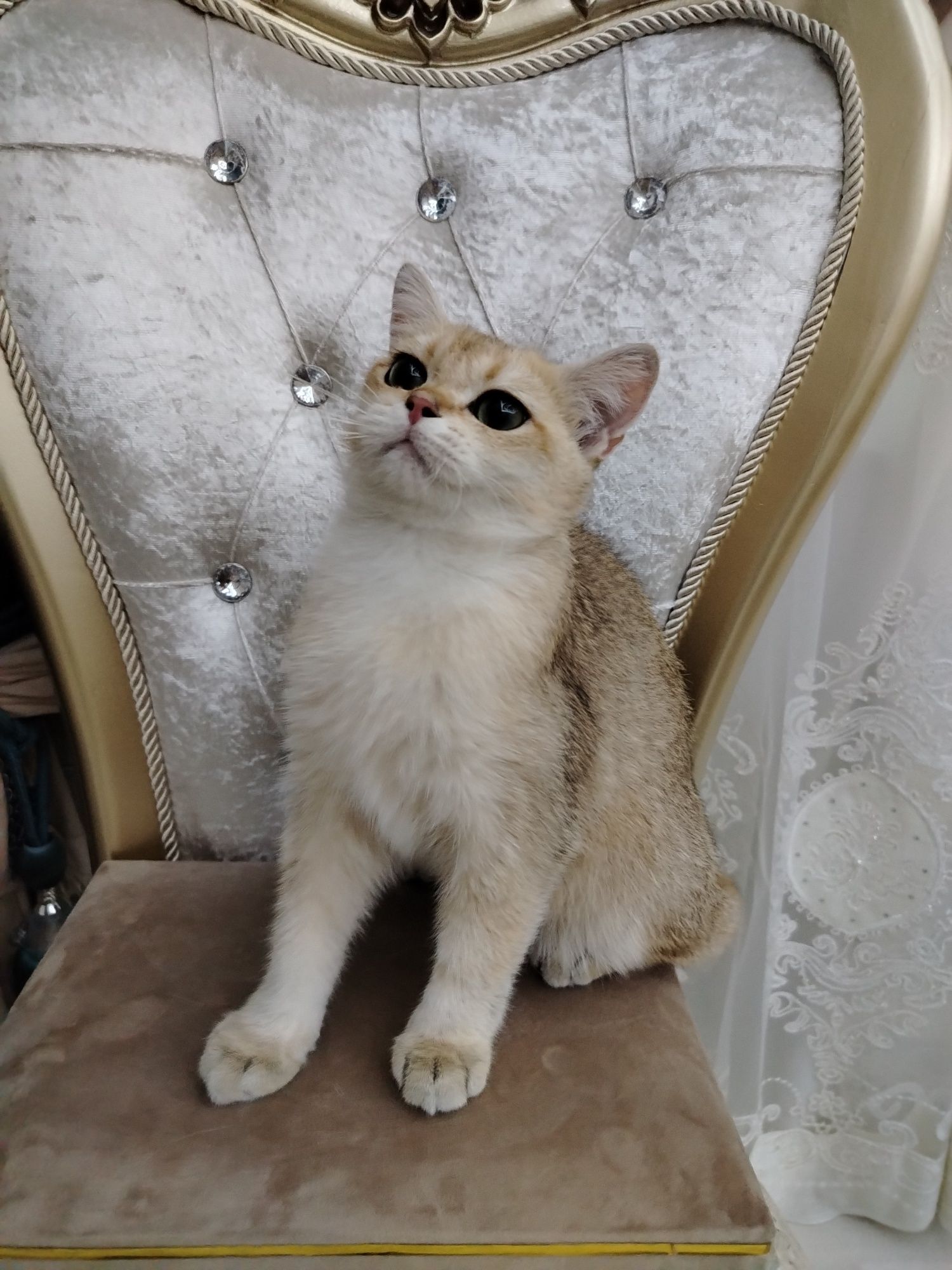 Золотая шиншилла