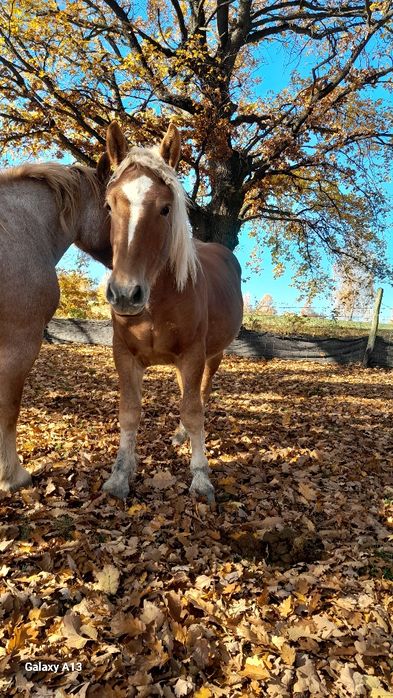 Vând mânz de 1 an și 5 luni