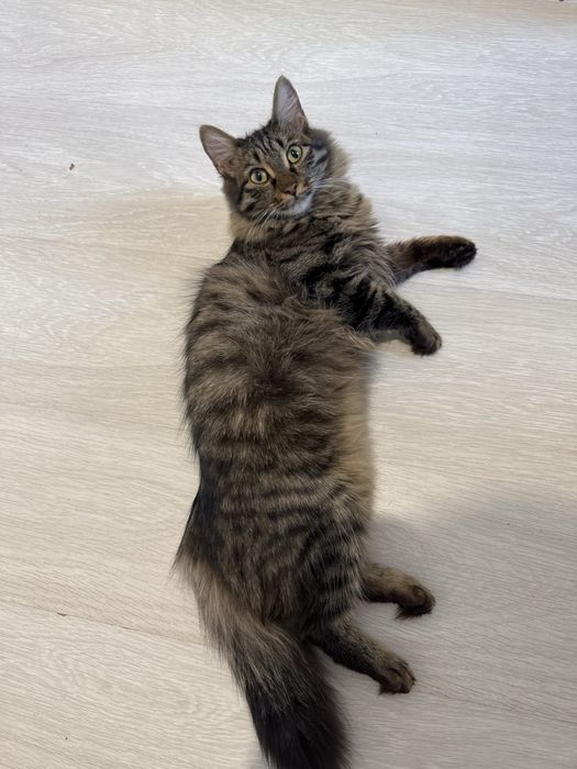 Мысық Луна жоғалды