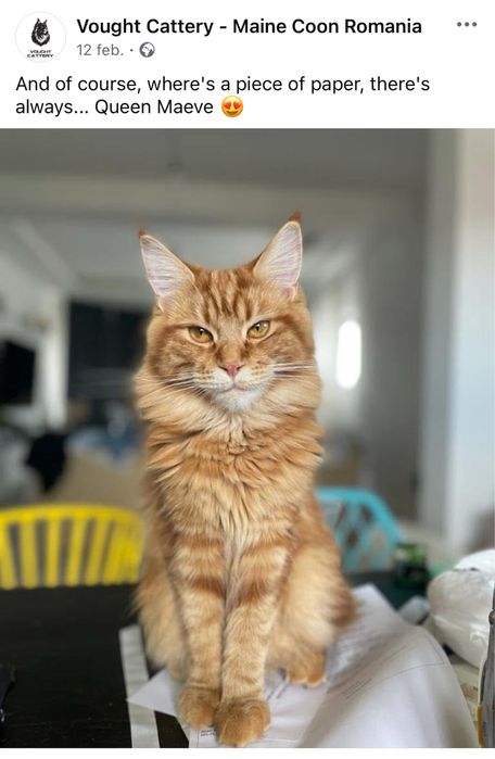 Pisica Maine Coon Red