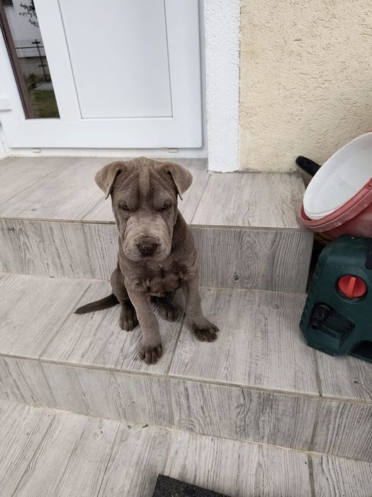 Vând Sharpei mascul