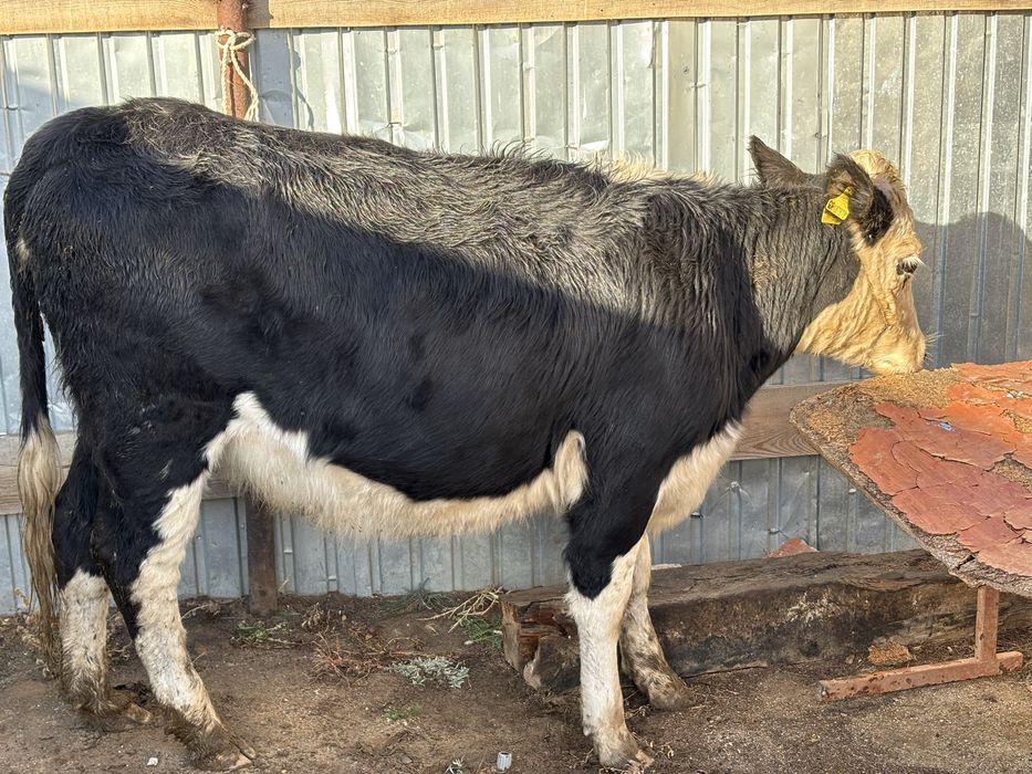 Құнажын қашар сатылады